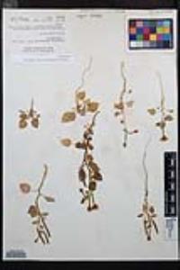 Chylismia cardiophylla image
