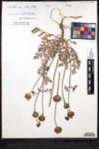 Salvia columbariae image