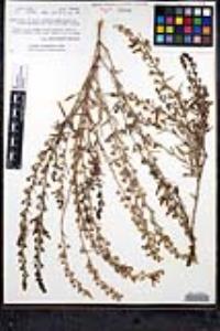 Teucrium glandulosum image