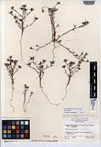 Eriastrum diffusum subsp. diffusum image