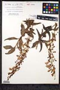 Penstemon spectabilis var. subinteger image