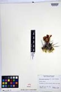 Echinocereus maritimus image