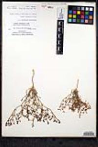 Chorizanthe brevicornu image