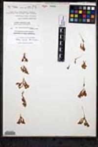 Lastarriaea ptilota image