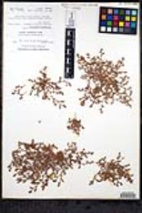 Chorizanthe interposita image