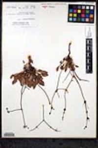 Eriogonum scalare image