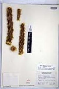 Cylindropuntia californica subsp. delgadilloana image