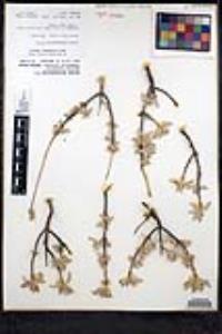 Salvia chionopeplica image