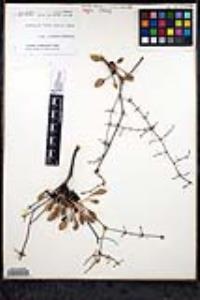 Eriogonum scalare image