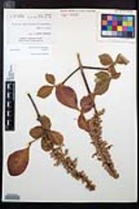 Aesculus parryi image