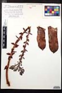 Dudleya pulverulenta image