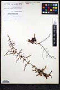 Eriogonum scalare image