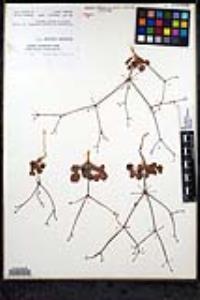 Eriogonum trichopes image