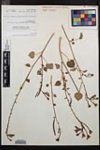 Chylismia cardiophylla image