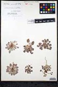 Eriogonum thurberi image