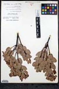 Arctostaphylos glauca image