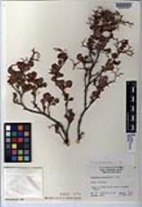 Eriogonum orcuttianum image