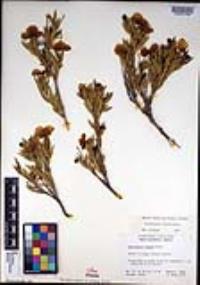 Dendromecon rigida image