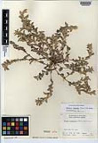 Argythamnia serrata image