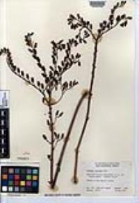 Dudleya cultrata image
