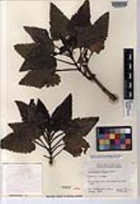 Scrophularia villosa image