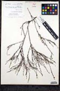 Eriogonum wrightii var. taxifolium image