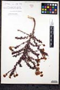 Eriogonum fasciculatum image
