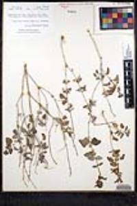 Salvia cedrosensis image