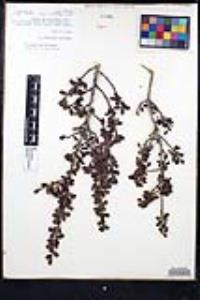 Ceanothus verrucosus image