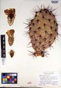 Opuntia oricola image