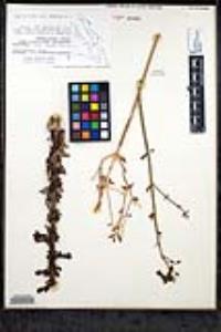 Penstemon angelicus image