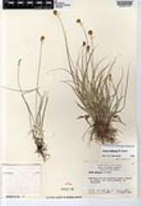 Carex subfusca image