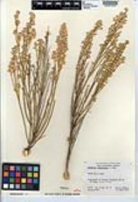 Baccharis sergiloides image