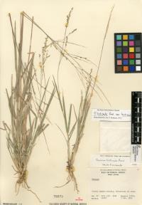 Panicum hirticaule image