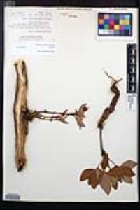 Aesculus parryi image