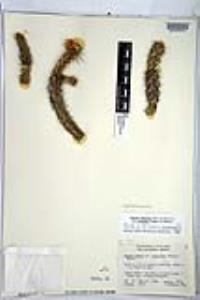 Cylindropuntia californica image