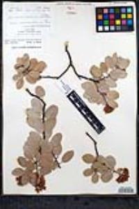 Arctostaphylos glauca image