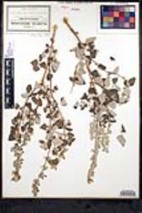 Salvia keerlii image