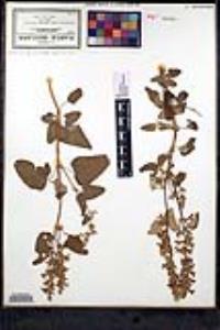 Salvia keerlii image