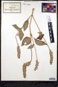 Salvia hispanica image