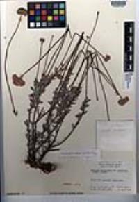Eriogonum fasciculatum var. polifolium image
