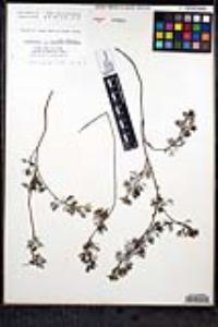 Ranunculus aquatilis var. diffusus image