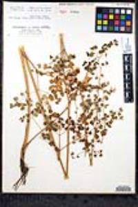 Thalictrum fendleri image