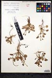 Ranunculus cymbalaria image