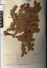 Abies concolor image