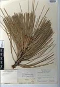 Pinus jeffreyi image