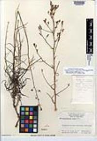 Stephanomeria tenuifolia image