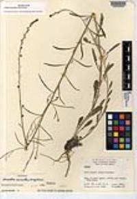 Pennellia micrantha image