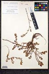 Polygonum aviculare subsp. depressum image