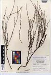 Eriogonum wrightii image